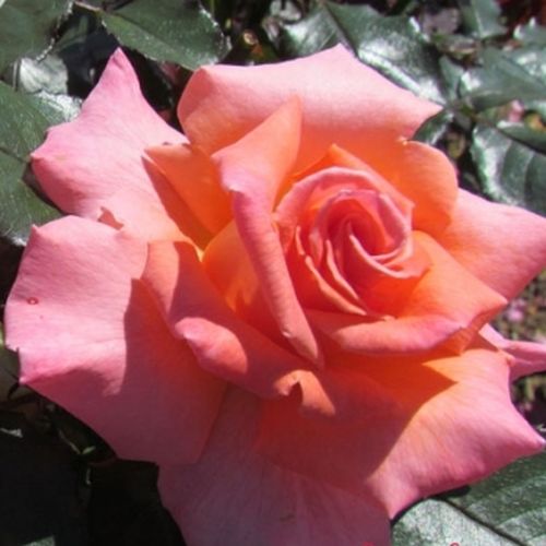 Lazacrózsaszín, narancs árnyalattal - teahibrid rózsa
